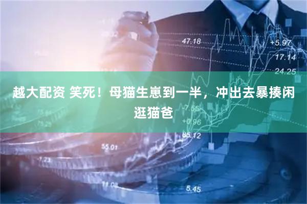 越大配资 笑死！母猫生崽到一半，冲出去暴揍闲逛猫爸